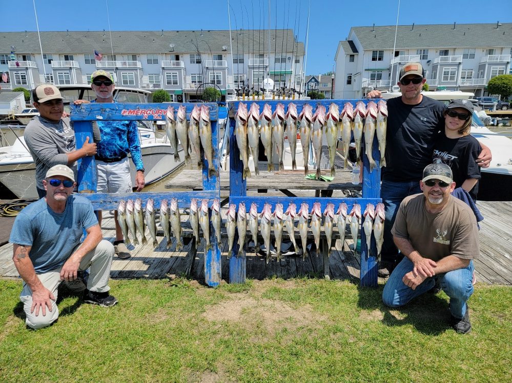 Blue Dolphin Charters Lake Erie walleye report
